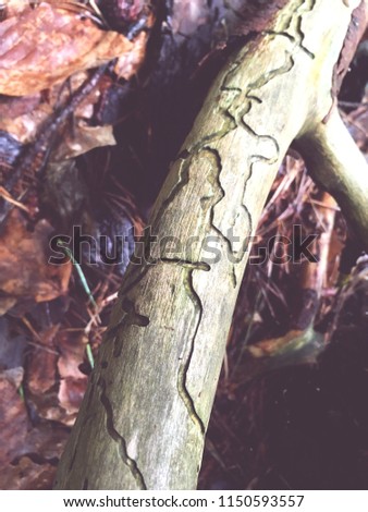 Traces of a woodworm on branch