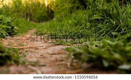 A dirt path in the summer field among the grass close-up. Perspective view from ground level. Royalty-Free Stock Photo #1150596056