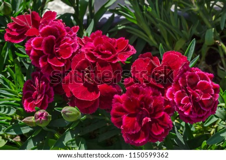 Fresh carnation flower with mix color of red and rose bloom, gentile and fragrant,  district Drujba, Sofia, Bulgaria   