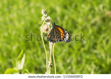 Monarch Butterfly - An orange monarch butterfly holding on to a fading blossom