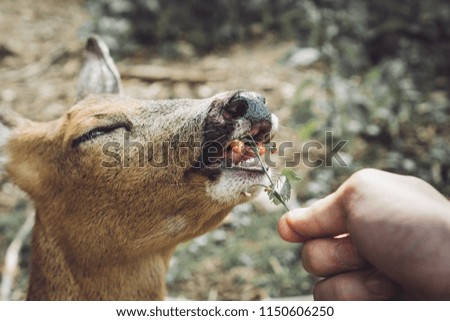 Young deer moments