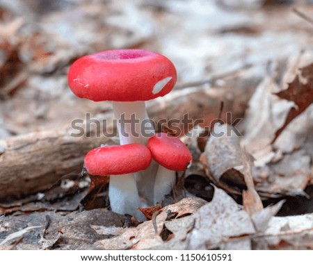 A macro picture of a trio of mushroom on a leafy bed of the forest floor.  This is a shot from a hiking trail in beautiful New Hampshire.