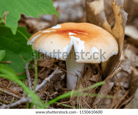 A macro picture of a mushroom growing on the forest floor.  This is a shot from a hiking trail in beautiful New Hampshire.