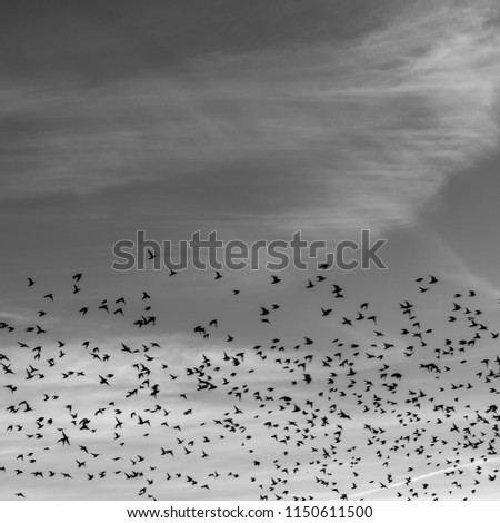 Puglia, southern Italy, flock of birds in flight, swallows in the clouds Royalty-Free Stock Photo #1150611500