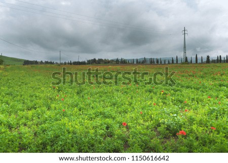 Field of red poppies flowering and Cypress trees, Italy, Tuscany