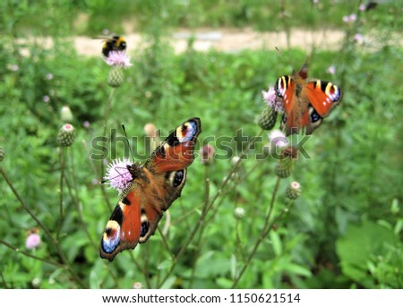 macro photo with decorative background texture wings of colorful velvet butterflies on the flowers of wild field plants as a source for prints, advertising, posters, decor, interiors, Wallpaper