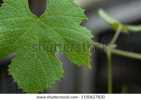 A large vine leaf on a sunny or overcast day.
The leaf has a juicy green color and full detail with a blurred
the background on which there is a branch of a leaf of grapes. Grapes
delicious fruit.