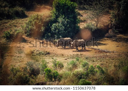 Rhinos at a watering hole