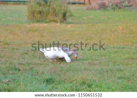 Two domestic geese forage in the grass consuming weeds, insects and worms. 