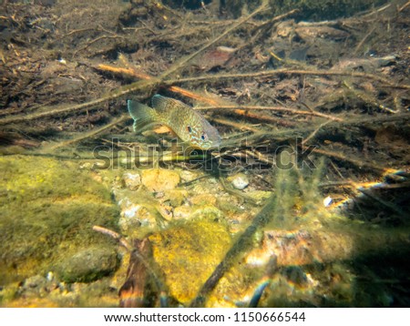 Pumkinseed sunfish guarding its nesting site, shot below water in a lake in north Quebec, Canada.