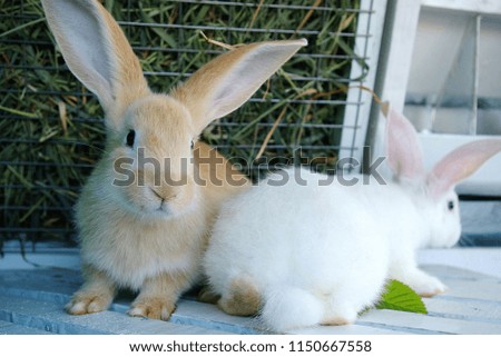 Cute young white and yellow rabbits close-up