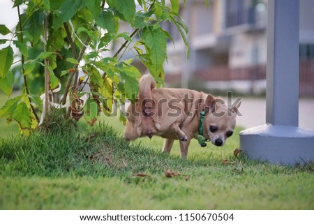 chihuahua dog peeing at garden, Bangkok Thailand 