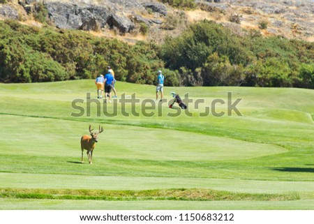 Four men golfing in blue shirts with a large buck animal with huge antlers on a beautiful green golf course with hills in the background in the morning. Royalty-Free Stock Photo #1150683212