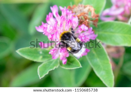 Bombus lucorum (white-tailed bumblebee), drinking nectar from Trifolium medium (Zigzag Clover), on Kökar, a municipality of the Åland Islands, Finland, in the Baltic Sea.