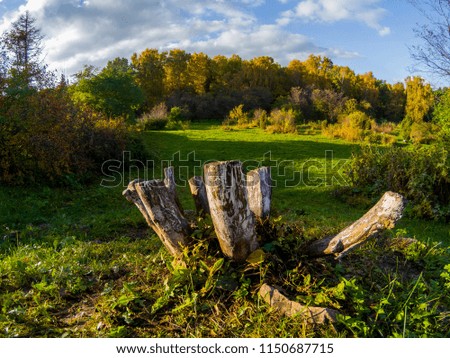 Stumps in front of green and yellow forest by autumn season