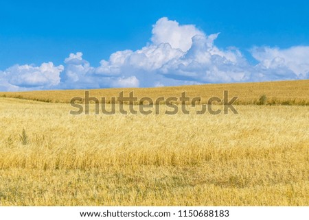 Field of wheat against the sky landscape