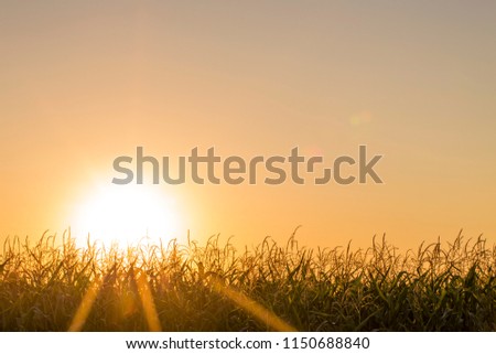 Backlit blooming maize Zea mays growing on summer corn field. Beautiful agricultural countryside during sunrise golden hour. Every one regularly in line with shining yellow green leaves in backlight.