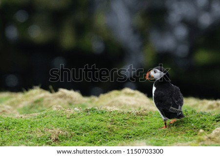 Puffin on the edge of a cliff with the background in soft focus on Skomer Island, Wales