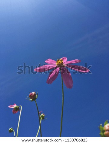 Wildflowers against the blue sky. Pink flowers. Blooming field. Summer.