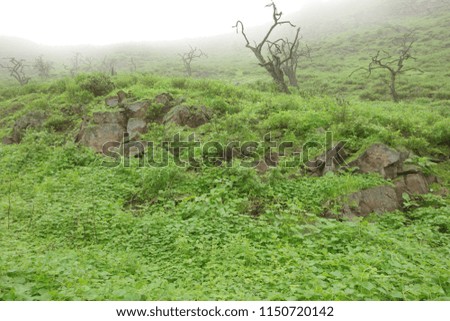 Vegetation on rocks, a day with haze at Lachay knolls, Lima Perú