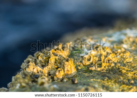 Sea shells stuck on a rock 
