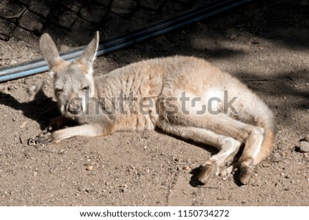 red kangaroo is resting in the dirt