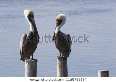 Expressive stare down between two brown pelicans on wood pilings along Laguna Madre Bay of South Padre Island in Texas; horizontal image with copy space.