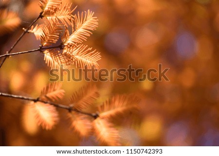 Golden brown leaves on branch with blurred bokeh, autumn background