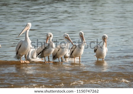 American White Pelican (Pelecanus erythrorhynchos) on a lakeshore