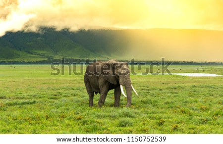Elephant passing with the high slope of the ngorongoro crater in the back and the sun illuminating the scene