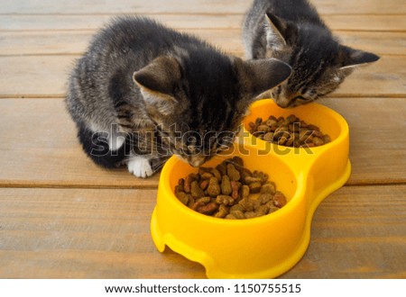 A small striped kitten eats cat food from a yellow bowl. Plastic plate. Breakfast of a cat. Wooden background.