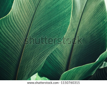 Beautiful of green tropical leaves Royalty-Free Stock Photo #1150760315