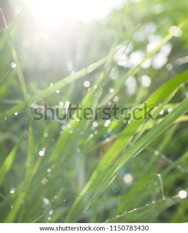 Drops of dew on green grass. Blurred picture for background.