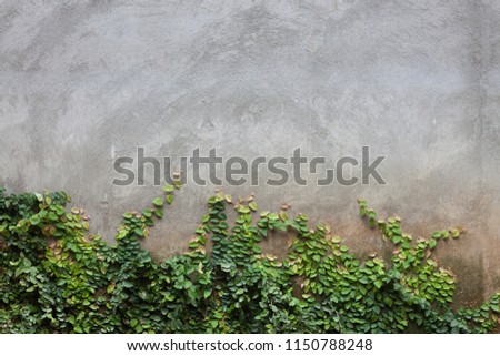 Green leaf on brick wall, stock photo