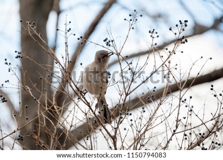 Northern Mockingbird picking berries from trees during winter