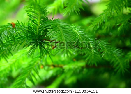 Fir Tree Branches Background. Stock Photo.