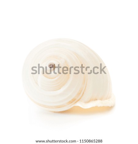 Isolated sea shell on the white backgroud.