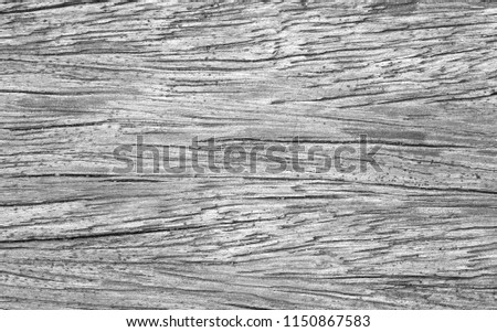 Gray wood old background