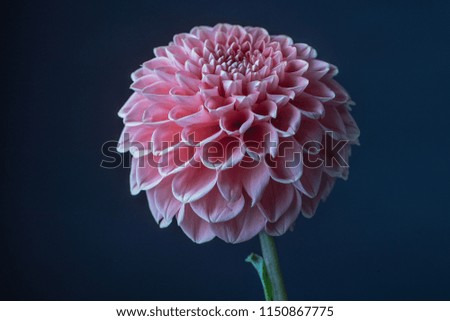 beautiful pink dahlia