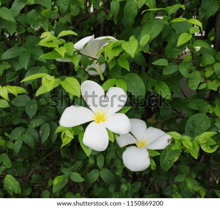 White  plumeria flowers on a tree
