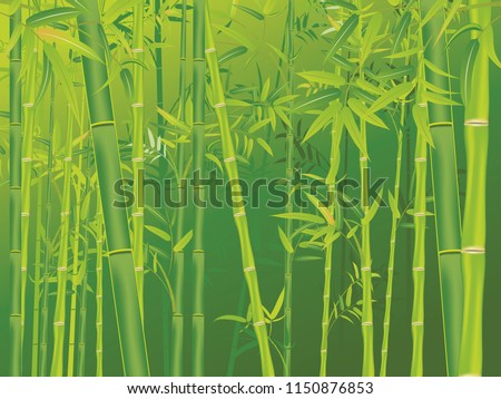Illustration of bamboo trees, asian forest landscape background.