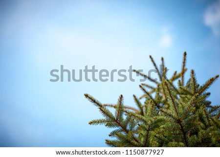 beautiful fluffy fir branches on the background of blue clear sky