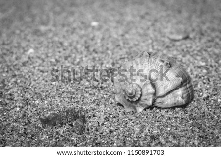 Snail shell on the beach. Wet seawater.  Coast of the ocean. Shell of a clam in the sand. Summer rest. Spiral shape of the shell. Seashell pattern. Tropical landscape. Souvenir from summer holidays. 