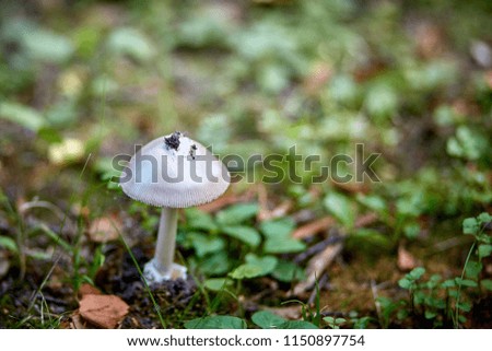 inedible mushroom on a background of grass