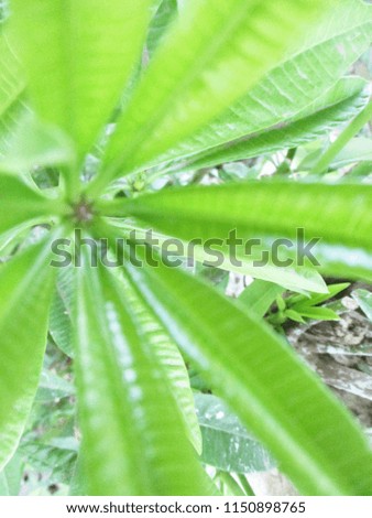 leaves,foliage and green nature