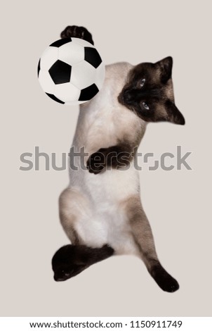 Cat with a soccer ball on a white background.Siamese.Cat football player.