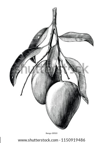 Mango branch hand draw vintage clip art isolated on white background
