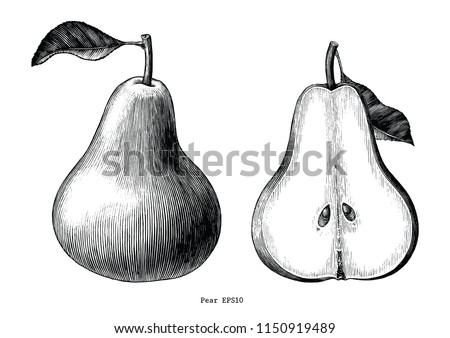 Pear fruit hand draw vintage clip art isolated on white background