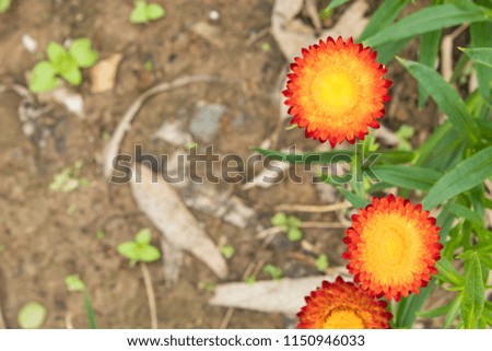 Yellow and orange flowers or Helichrysum bracteatum in garden.