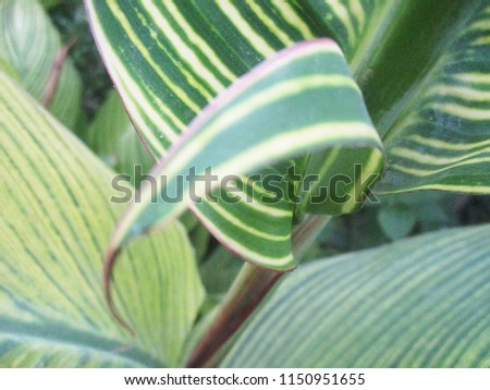 leaves,foliage and green nature